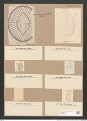 Surirella fastuosa Ehr. (de-Toni-Nr.: Genus 53, Species 2276) Zeichnungen Sammlung Grunow Nr. 4724 (NHMW-BOT-W0372821)